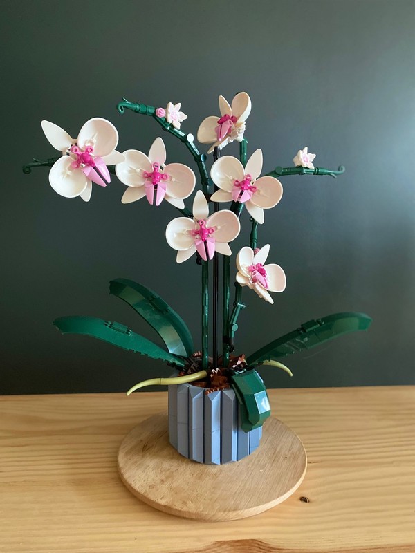 L’orchidée