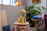 Golden Retriever Puppy