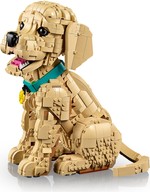 Golden Retriever Puppy