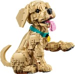Golden Retriever Puppy
