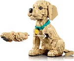 Golden Retriever Puppy