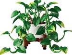 Hanging Golden Pothos
